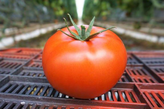 Trudności w uprawie pomidorów mięsistych